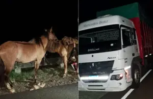Hombre de 81 años murió en un siniestro de tránsito en ruta 3