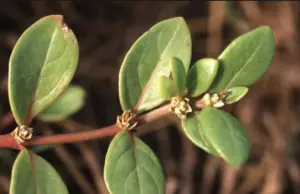 Ciencia valida planta brasileña para crear nuevos tratamientos naturales para la artritis