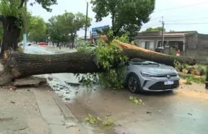 Tres personas sobrevivieron tras caerles un árbol por el temporal en Montevideo