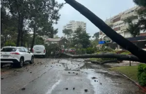 El ciclón en Uruguay provocó daños eléctricos y caída de árboles este sábado