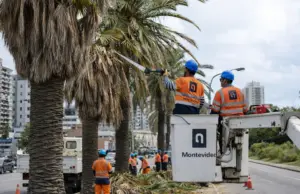 Inician hoy los cortes en Bulevar Artigas por poda sanitaria de palmeras