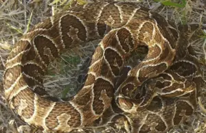 «El animal fue retirado de zona habitada», informaron expertos sobre el rescate