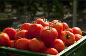 Cómo ayuda el tomate a prevenir enfermedades cardiovasculares, según estudios