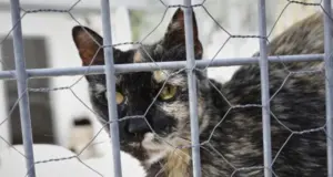 La Eurocámara aprueba ley de bienestar animal que regula la cría y exige microchip para perros y gatos