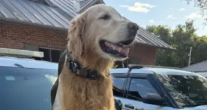 La intervención heroica de un perro policía que salvó a un joven con autismo en florida