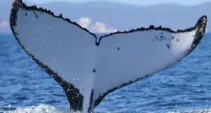 Impacto climático: ballenas jorobadas cruzan océanos en migración récord