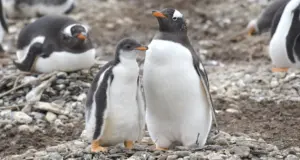 Pingüinos papúa en Tierra del Fuego, al borde del colapso climático