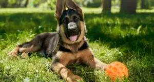 Conoce las claves para mejorar la longevidad y salud de tu perro