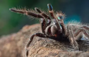 Encontraron una tarántula entre las pertenencias de un paciente en el Hospital Vilardebó