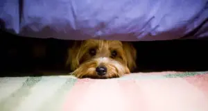 Sensibilidad a flor de piel: cuáles son las razas de perros más miedosas y asustadizas del mundo