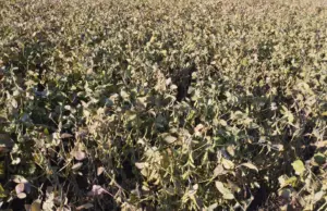 Estrategias y mercados: el sector agropecuario uruguayo se reorganiza ante la volatilidad de mayo