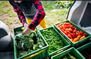 Salto: Intendencia comprará alimentos en la Central Hortícola para sus comedores