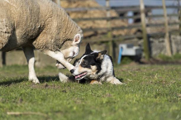 Perros salvajes atacan ovejas en Cerro Largo dejando decenas de animales muertos y heridos en un establecimiento rural de Uruguay.