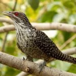 Aves de distintos continentes emiten un mismo sonido de alerta ante parásitos