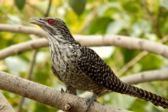 Aves de distintos continentes emiten un mismo sonido de alerta ante parásitos