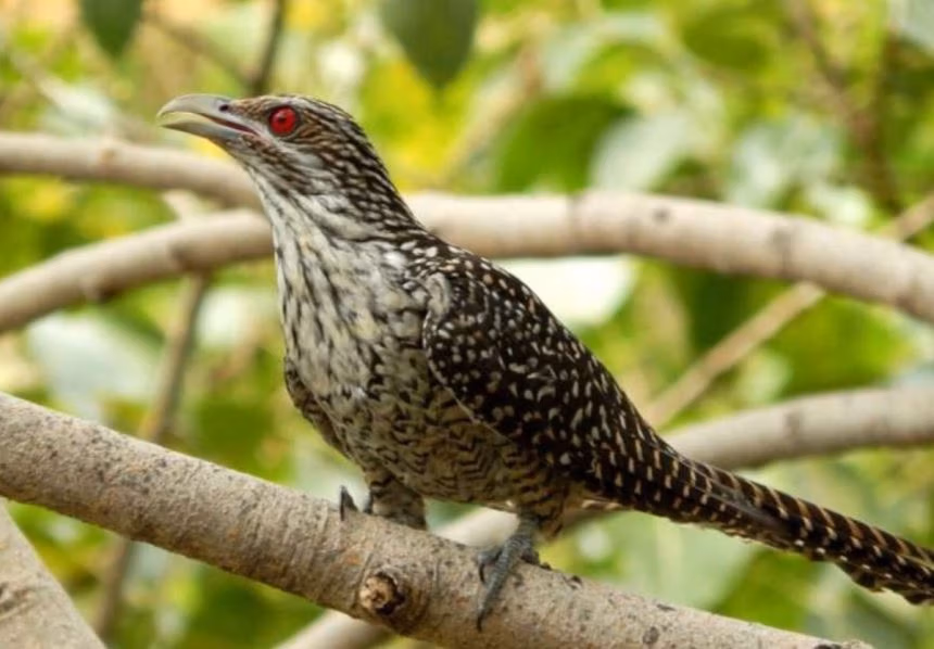 Aves de distintos continentes emiten un mismo sonido de alerta ante parásitos