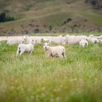perros salvajes atacan ovejas en Cerro Largo Uruguay