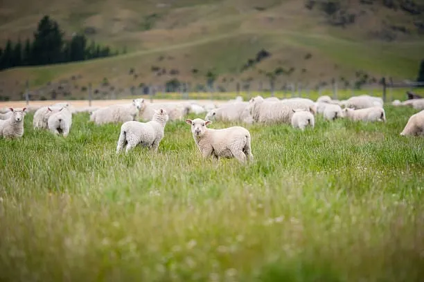 Ataque brutal de perros salvajes deja 36 ovejas muertas en Cerro Largo