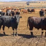 Uruguay endurece controles sanitarios tras incidentes con carne exportada hacia China.