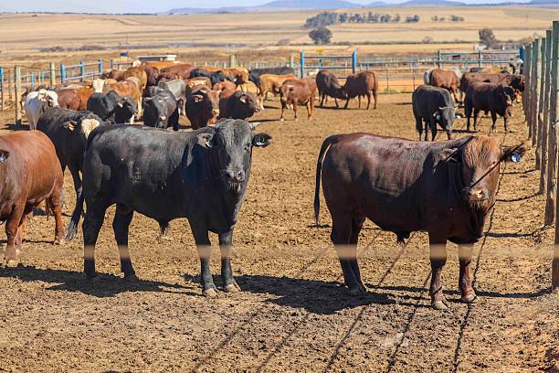 Uruguay endurece controles sanitarios tras incidentes con carne exportada hacia China.