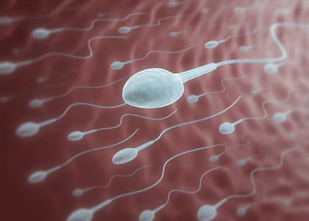 Esperma masculino: el estudio que cambia lo que sabíamos sobre la herencia genética 1 Microfotografía de esperma masculino mostrando las mutaciones genéticas asociadas al envejecimiento.