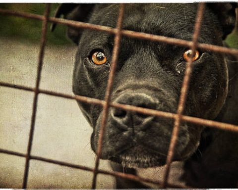 Homem fica ferido após ataque de pit bull em Río Negro; viatura e fita de perímetro na esquina.
