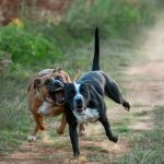 A dog attack in Bella Unión leaves a man with multiple injuries while neighbors intervene.