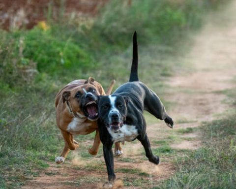 A dog attack in Bella Unión leaves a man with multiple injuries while neighbors intervene.