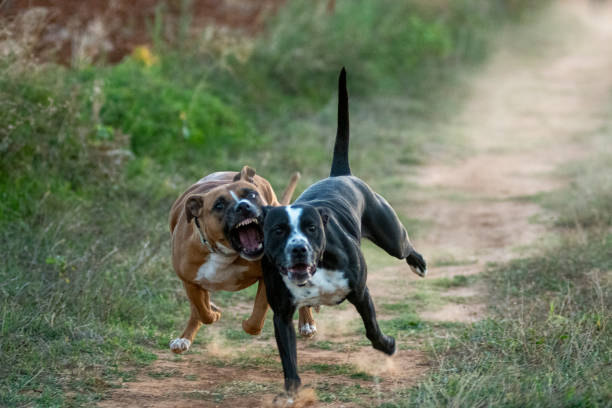 A dog attack in Bella Unión leaves a man with multiple injuries while neighbors intervene.