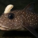 Pez con dientes en la cabeza sorprende y reabre debate evolutivo mundial