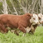 Zafra 2025 de toros reproductores marca récord de precios