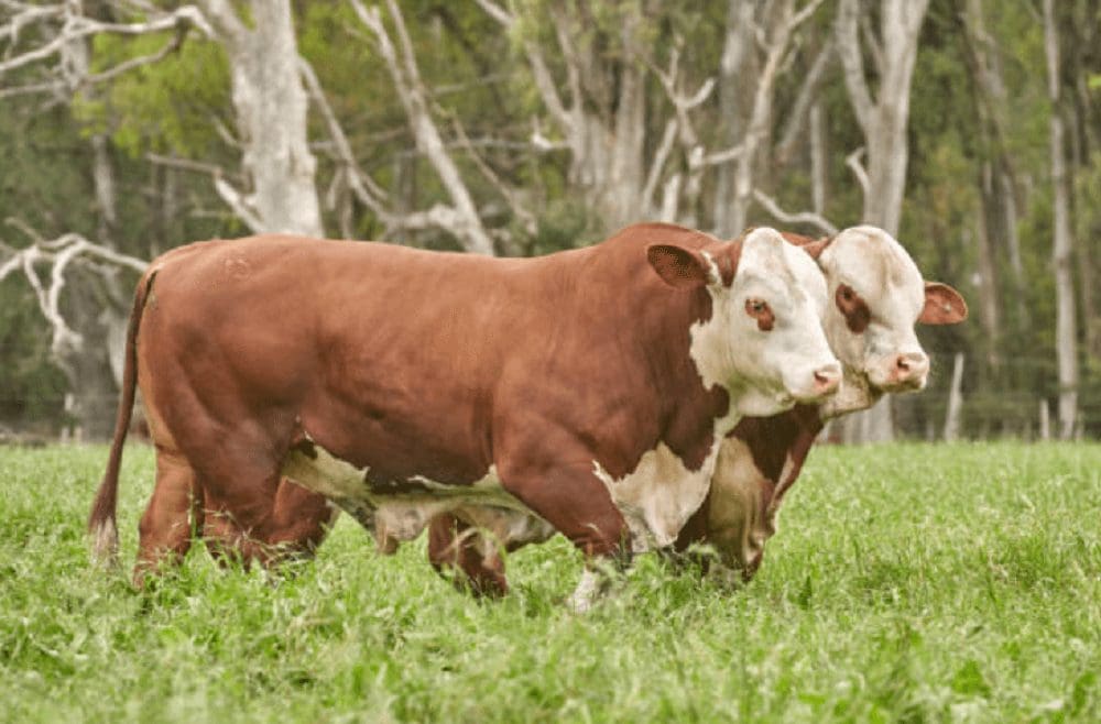 Zafra 2025 de toros reproductores marca récord de precios