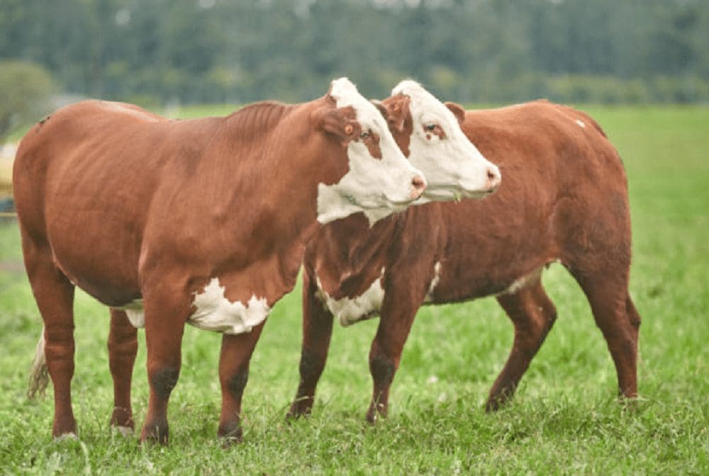 Zafra 2025 de toros reproductores marca récord de precios 5 Zafra 2025 de toros reproductores marca récord de precios