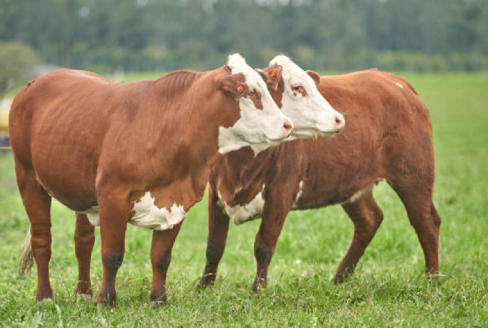 Zafra 2025 de toros reproductores marca récord de precios