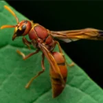 Paciente alérgico trasladado de urgencia tras sufrir una picadura de avispa en Concordia.