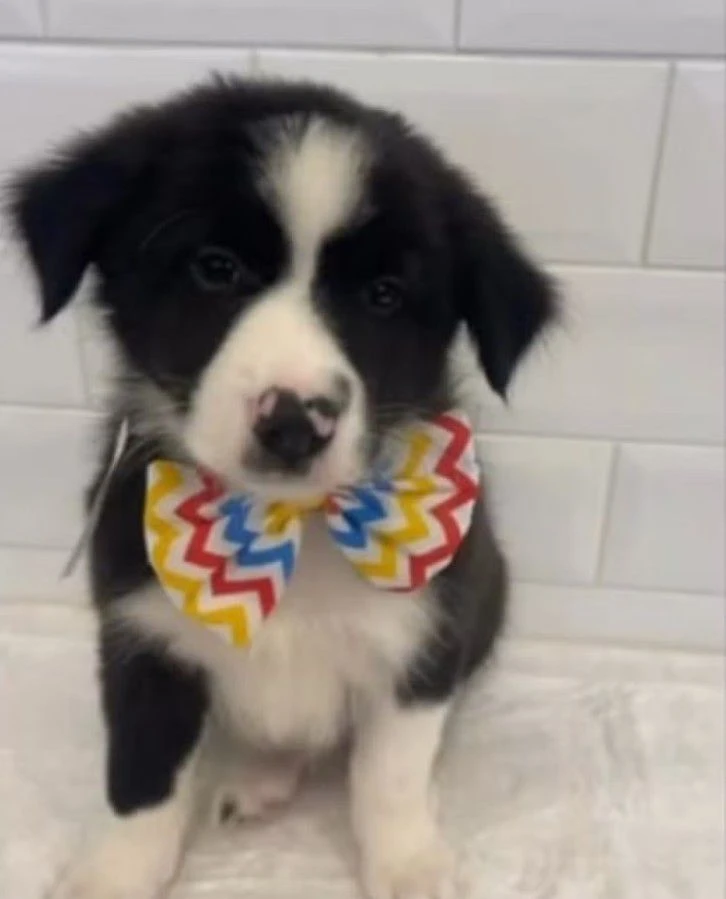 Cachorro border collie robado en una tienda de mascotas de San Pablo