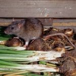 San José registra una nueva víctima por leptospirosis en Uruguay