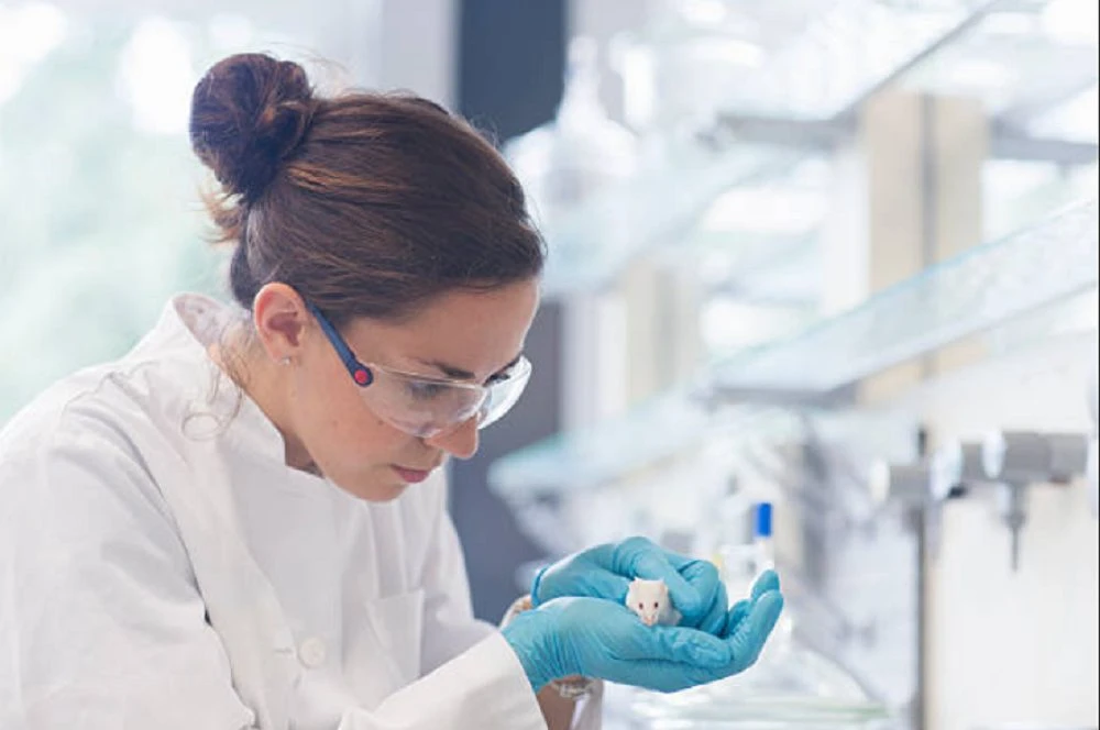 Ratón de laboratorio curado de diabetes tipo 1 tras trasplante combinado