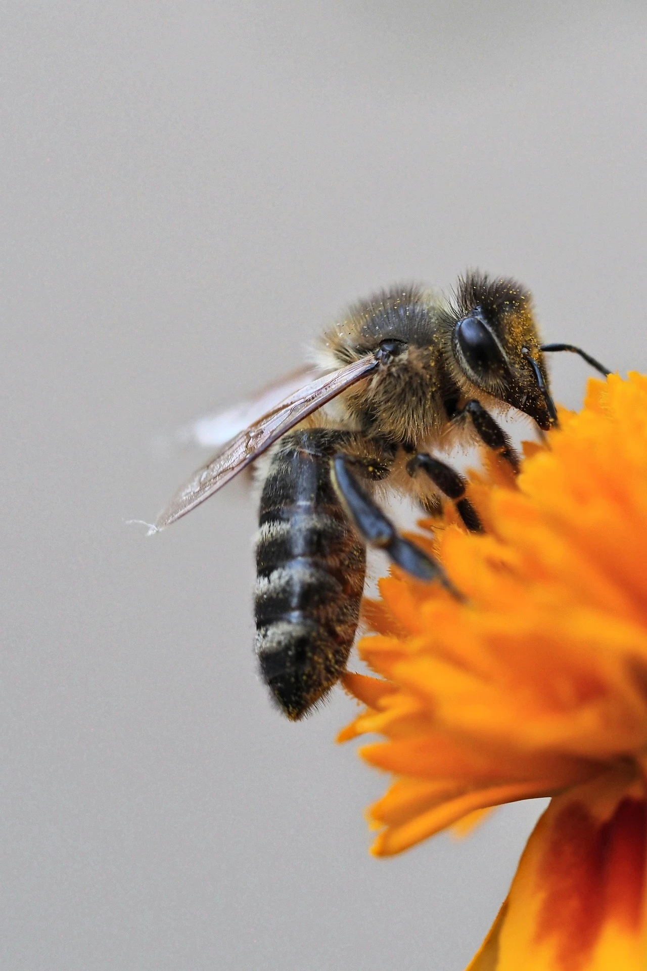 Primer plano de la abeja Lucifer recolectando polen entre flores silvestres del interior australiano.