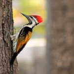 Estudio sobre pájaros carpinteros revela su extraordinaria coordinación biomecánica durante el golpeo.
