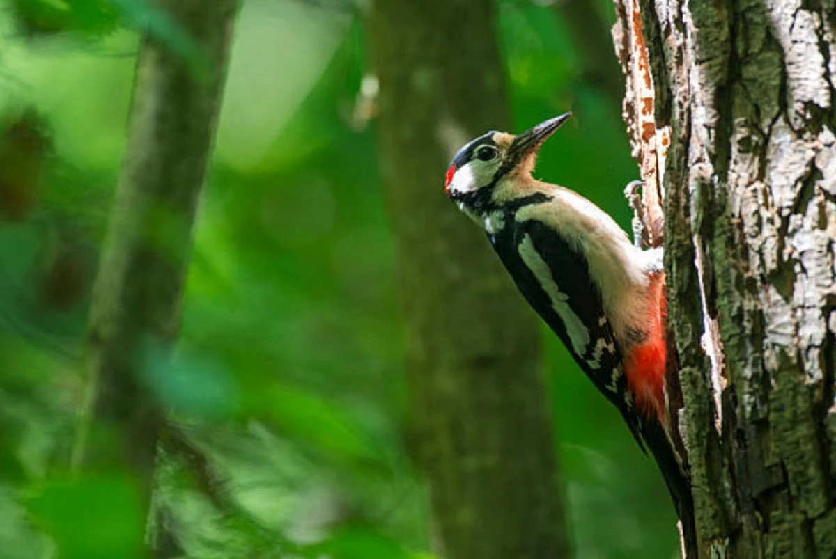 “Un cuerpo convertido en martillo perfecto”, concluye estudio sobre pájaros carpinteros 7 Estudio sobre pájaros carpinteros revela cómo soportan fuerzas extremas al perforar madera.