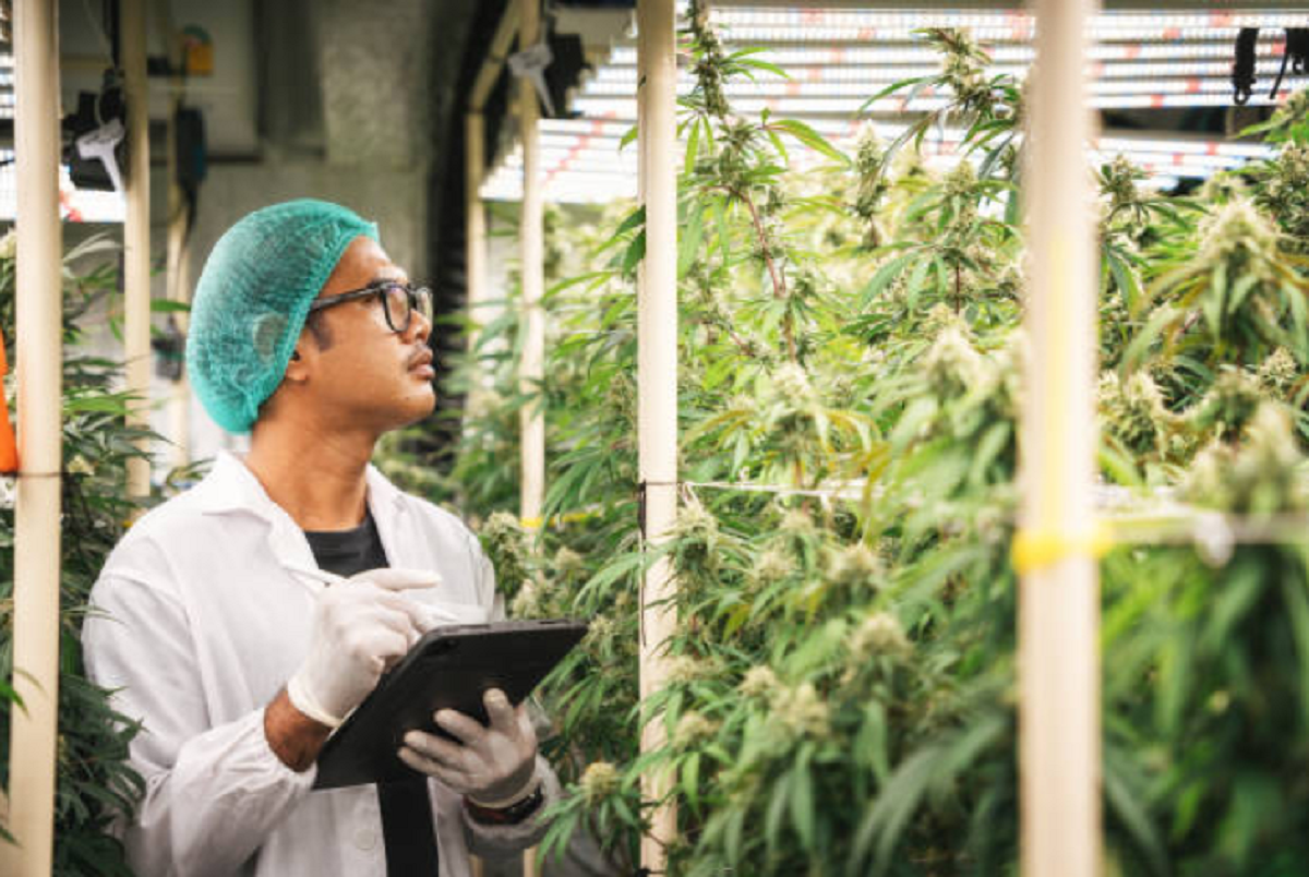 Trastorno gastrointestinal grave relacionado con consumo habitual de canabis