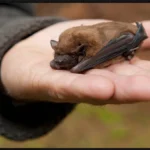 Rabia en murciélagos preocupa a autoridades sanitarias y académicas en Uruguay