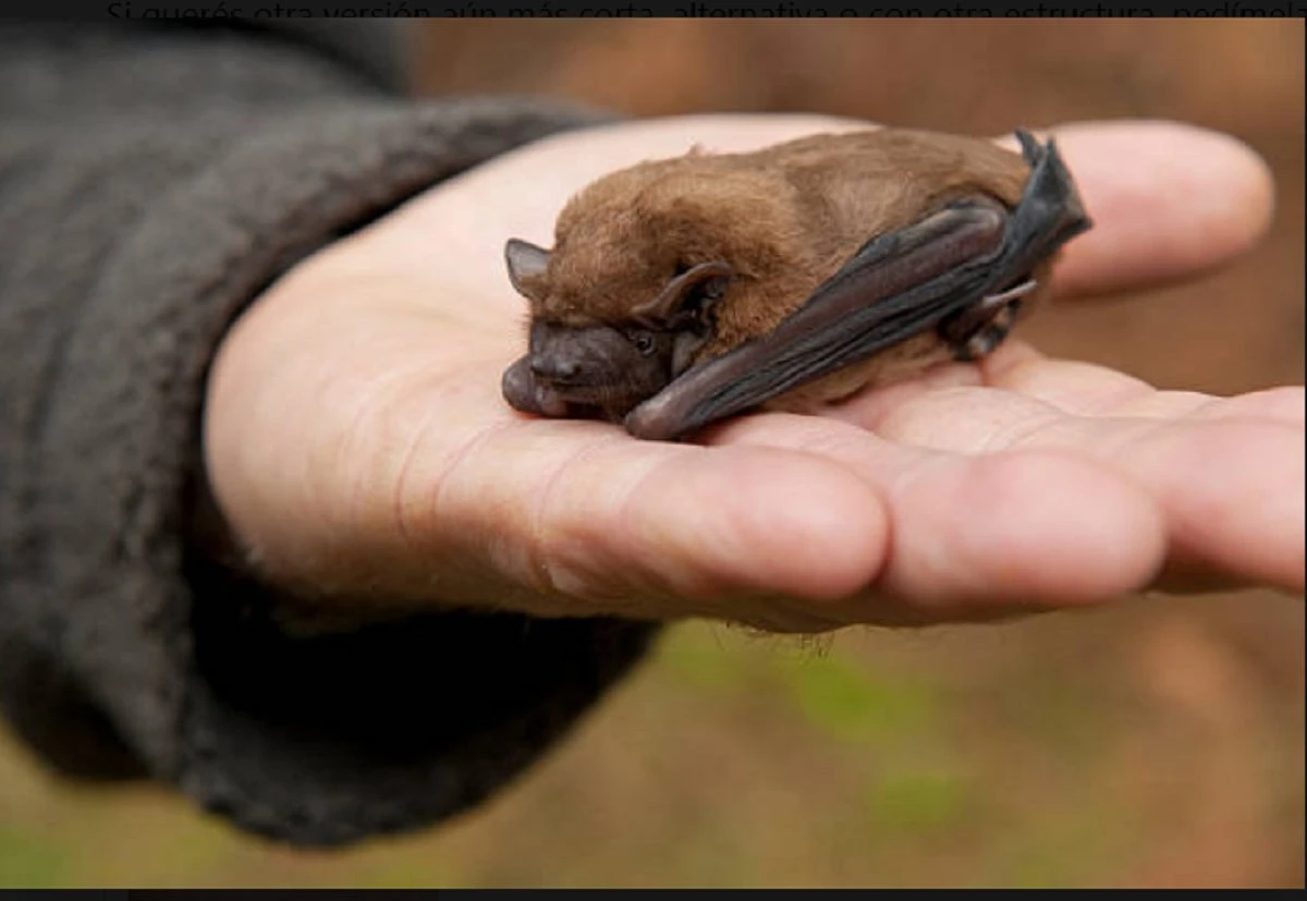 El Policlínico Veterinario de Udelar Salto emitió recomendaciones tras confirmarse rabia en murciélagos. Rabia en murciélagos preocupa a autoridades sanitarias y académicas en Uruguay