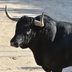 Hombre gravemente herido tras ser embestido por un toro en Canelones