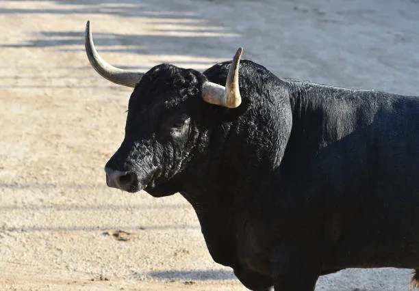 Hombre gravemente herido tras ser embestido por un toro en Canelones