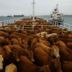 Vacas uruguayas sin visa de regreso a bordo de un barco frente a Turquía.