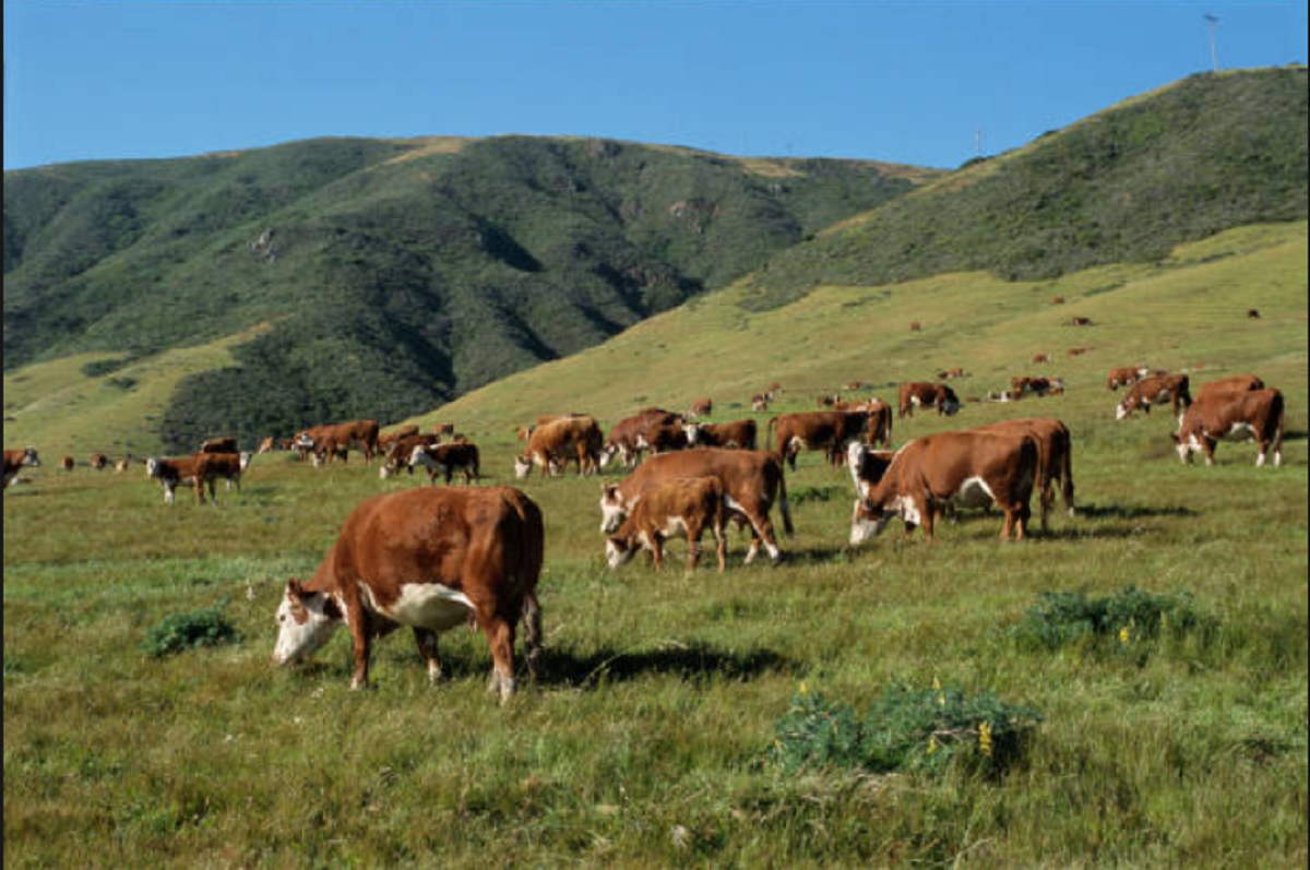 Mercado ganadero con valores firmes y subas en categorías ovinas