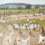 Científicos inician ensayos con la vacuna ARNm gripe aviar