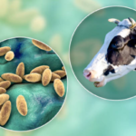 Control de la brucelosis bovina en Uruguay